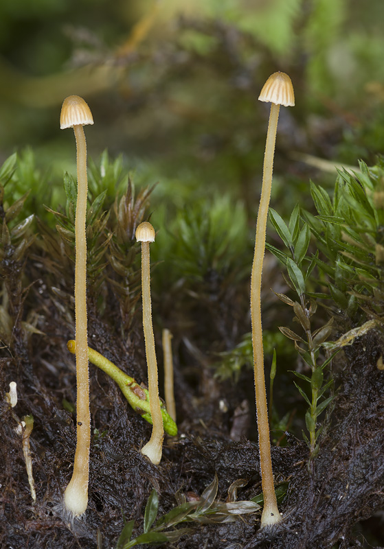 Galerina atkinsoniana